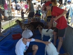 Petting zoo - Rozelle Village Fair.jpg