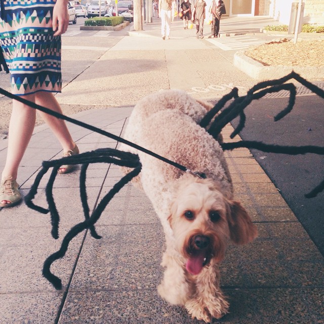 Rozelloween Spider Dog 2014