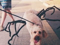 Rozelloween Spider Dog 2014